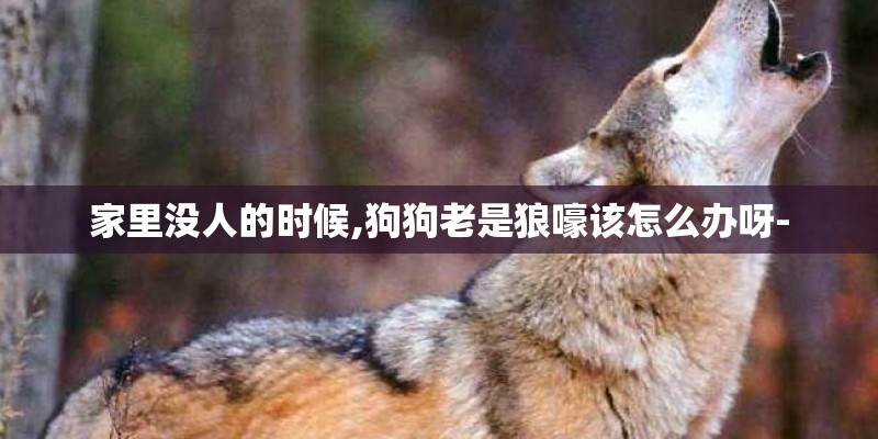 家里没人的时候,狗狗老是狼嚎该怎么办呀-