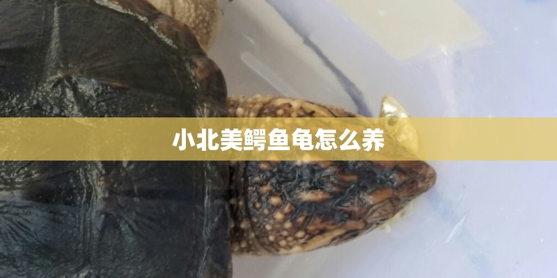 小北美鳄鱼龟怎么养 小北美鳄鱼龟怎么养