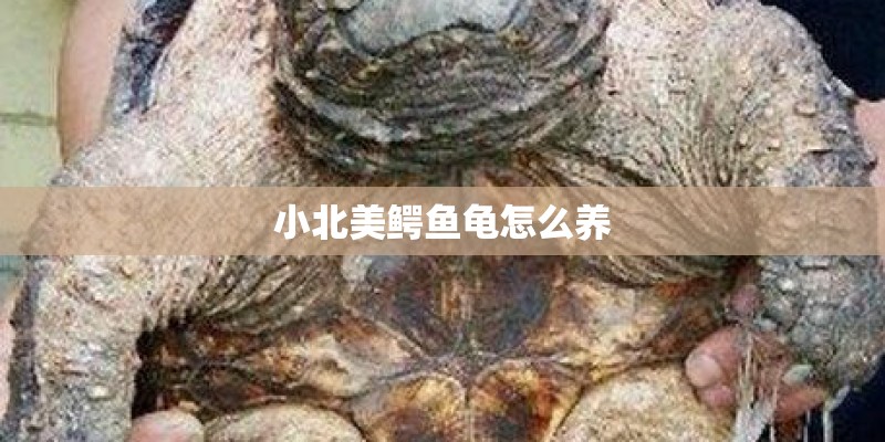 小北美鳄鱼龟怎么养 小北美鳄鱼龟怎么养
