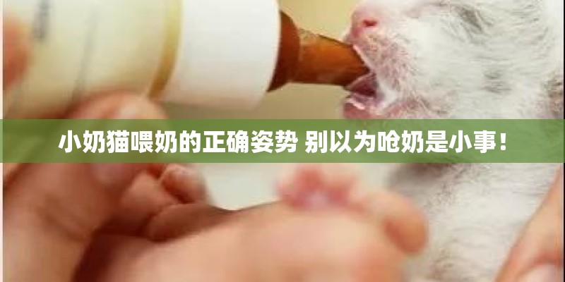 小奶猫喂奶的正确姿势 别以为呛奶是小事！
