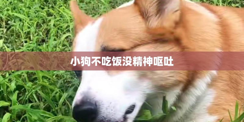 小狗不吃饭没精神呕吐