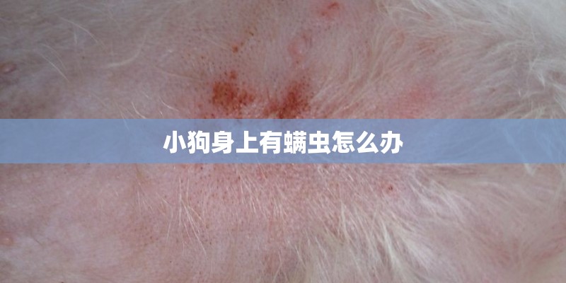 小狗身上有螨虫怎么办