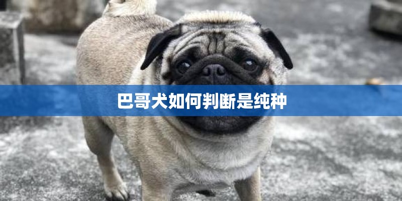 巴哥犬如何判断是纯种