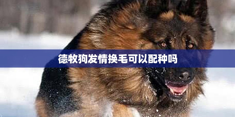 德牧狗发情换毛可以配种吗