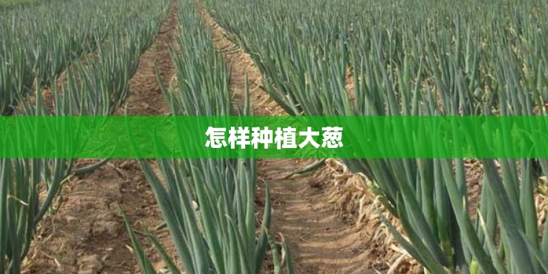 怎样种植大葱