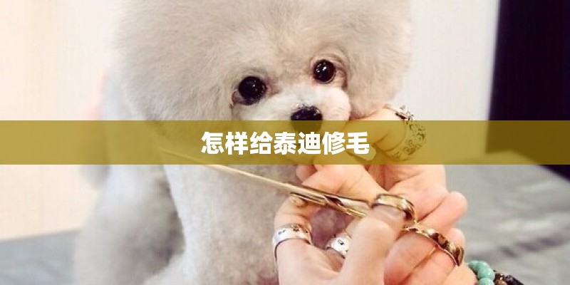 怎样给泰迪修毛