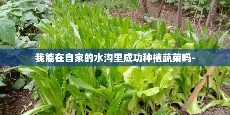我能在自家的水沟里成功种植蔬菜吗- 我能在自家的水沟里成功种植蔬菜吗-