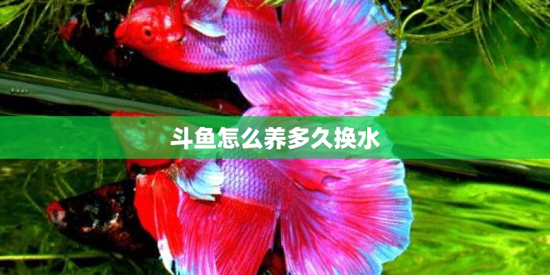 斗鱼怎么养多久换水