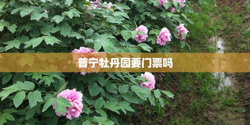 普宁牡丹园要门票吗