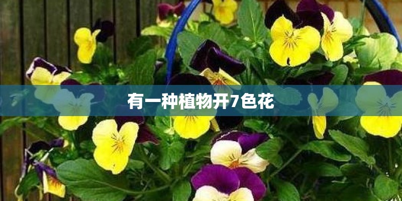 有一种植物开7色花