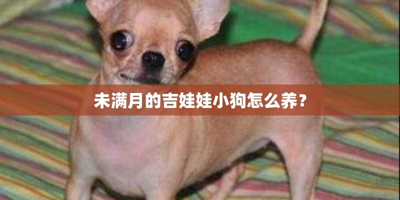 未满月的吉娃娃小狗怎么养？