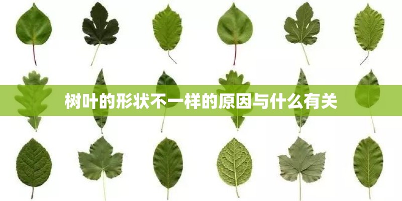 树叶的形状不一样的原因与什么有关 树叶的形状不一样的原因与什么有关
