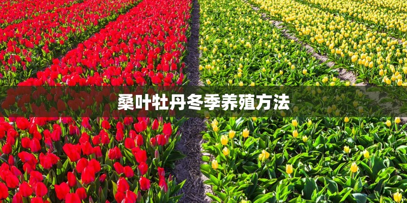 桑叶牡丹冬季养殖方法