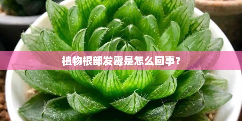 植物根部发霉是怎么回事？