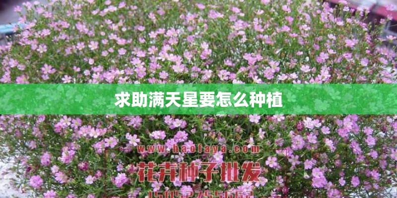 求助满天星要怎么种植 求助满天星要怎么种植