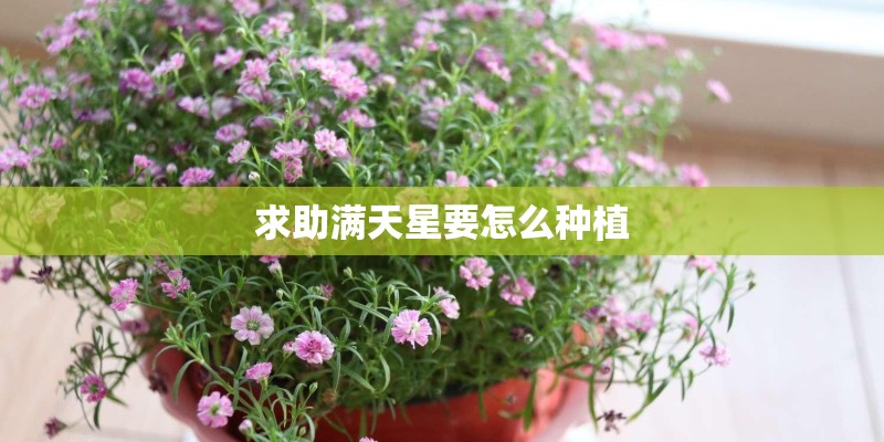 求助满天星要怎么种植 求助满天星要怎么种植