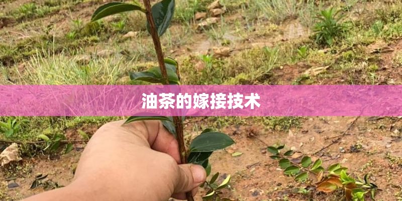 油茶的嫁接技术