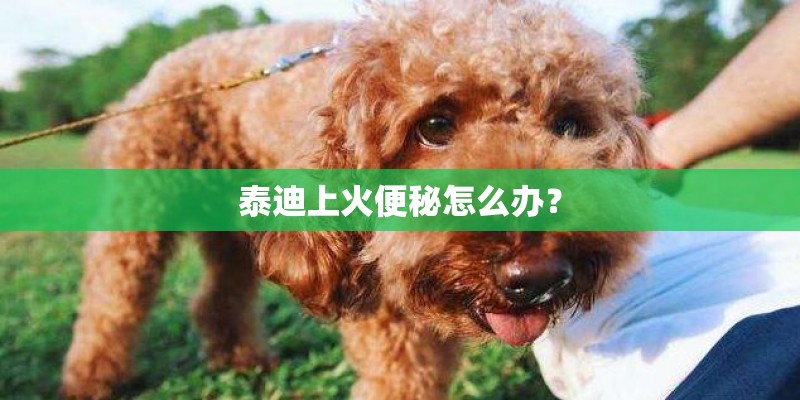 泰迪上火便秘怎么办？