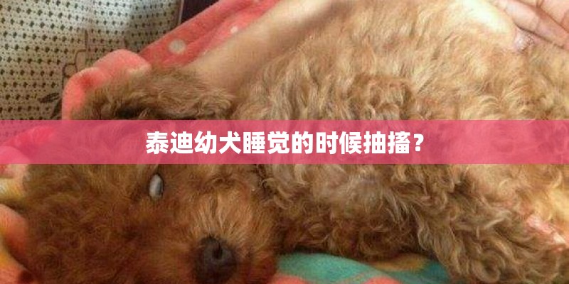 泰迪幼犬睡觉的时候抽搐？
