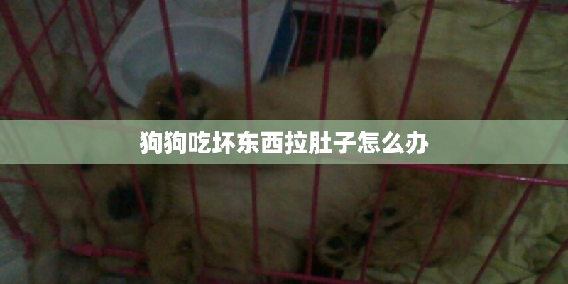 狗狗吃坏东西拉肚子怎么办 狗狗吃坏东西拉肚子怎么办