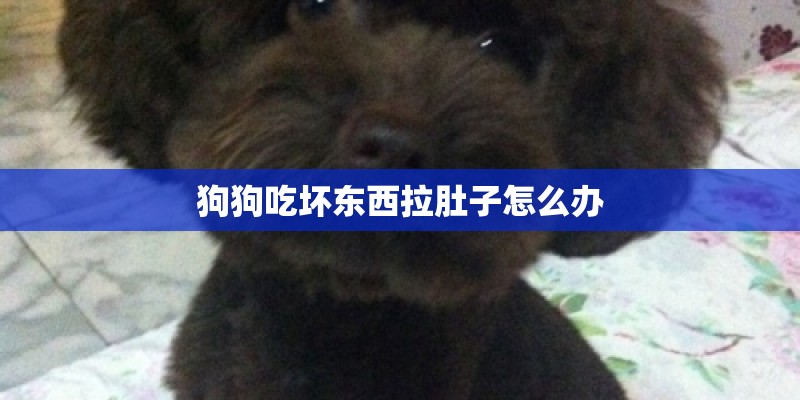 狗狗吃坏东西拉肚子怎么办 狗狗吃坏东西拉肚子怎么办