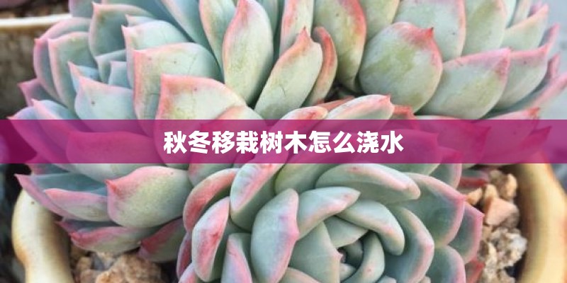秋冬移栽树木怎么浇水