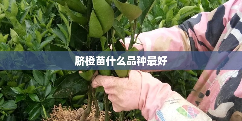 脐橙苗什么品种最好